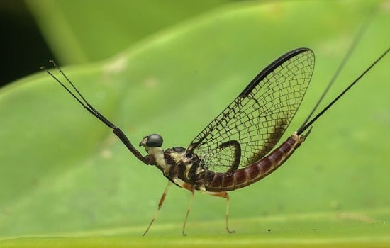 Mayfly Invasion Plunges Port Clinton Streets Into Darkness