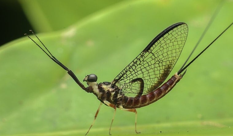 Mayfly Invasion Plunges Port Clinton Streets Into Darkness