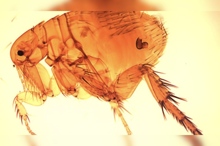 Metairie Veteran Cheats Death As Flea-Borne Typhus Cases Climb Across Louisiana