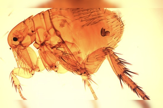 Metairie Veteran Cheats Death As Flea-Borne Typhus Cases Climb Across Louisiana