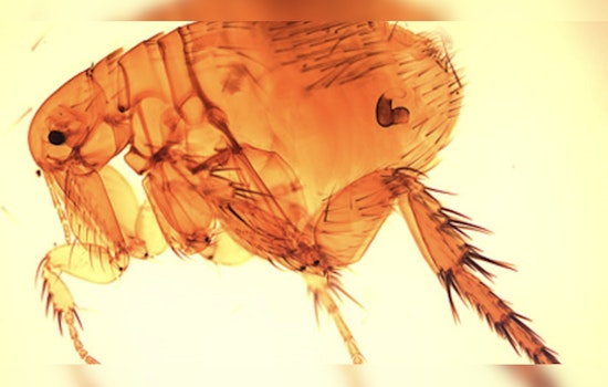 Metairie Veteran Cheats Death As Flea-Borne Typhus Cases Climb Across Louisiana