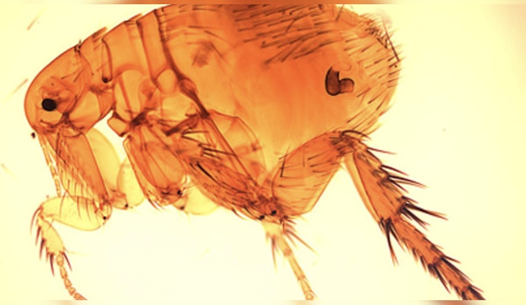 Metairie Veteran Cheats Death As Flea-Borne Typhus Cases Climb Across Louisiana