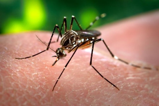 Miami’s Mosquitoes Swarm With Secret Viruses, Study Finds