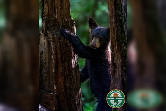 Middle Tennessee On Alert As Black Bears Move In