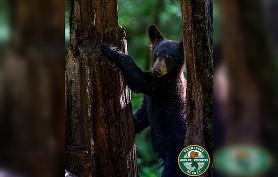 Middle Tennessee On Alert As Black Bears Move In