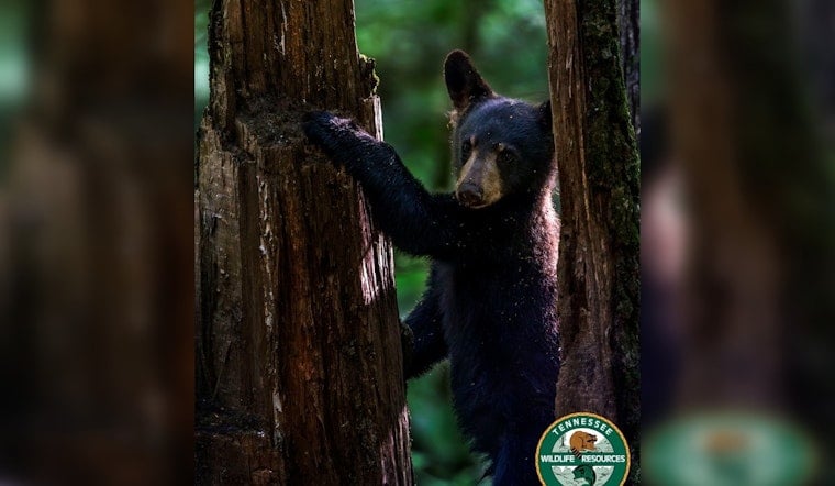 Middle Tennessee On Alert As Black Bears Move In