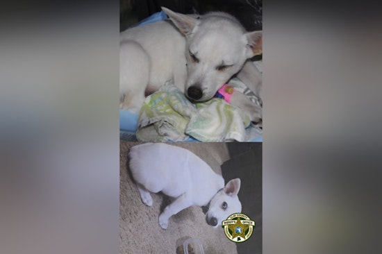 Middleburg Outrage As Kids Accused Of Abusing Chihuahua At Local Boat Ramp