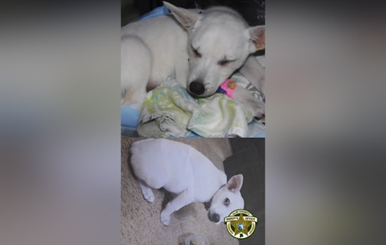 Middleburg Outrage As Kids Accused Of Abusing Chihuahua At Local Boat Ramp