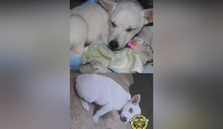 Middleburg Outrage As Kids Accused Of Abusing Chihuahua At Local Boat Ramp