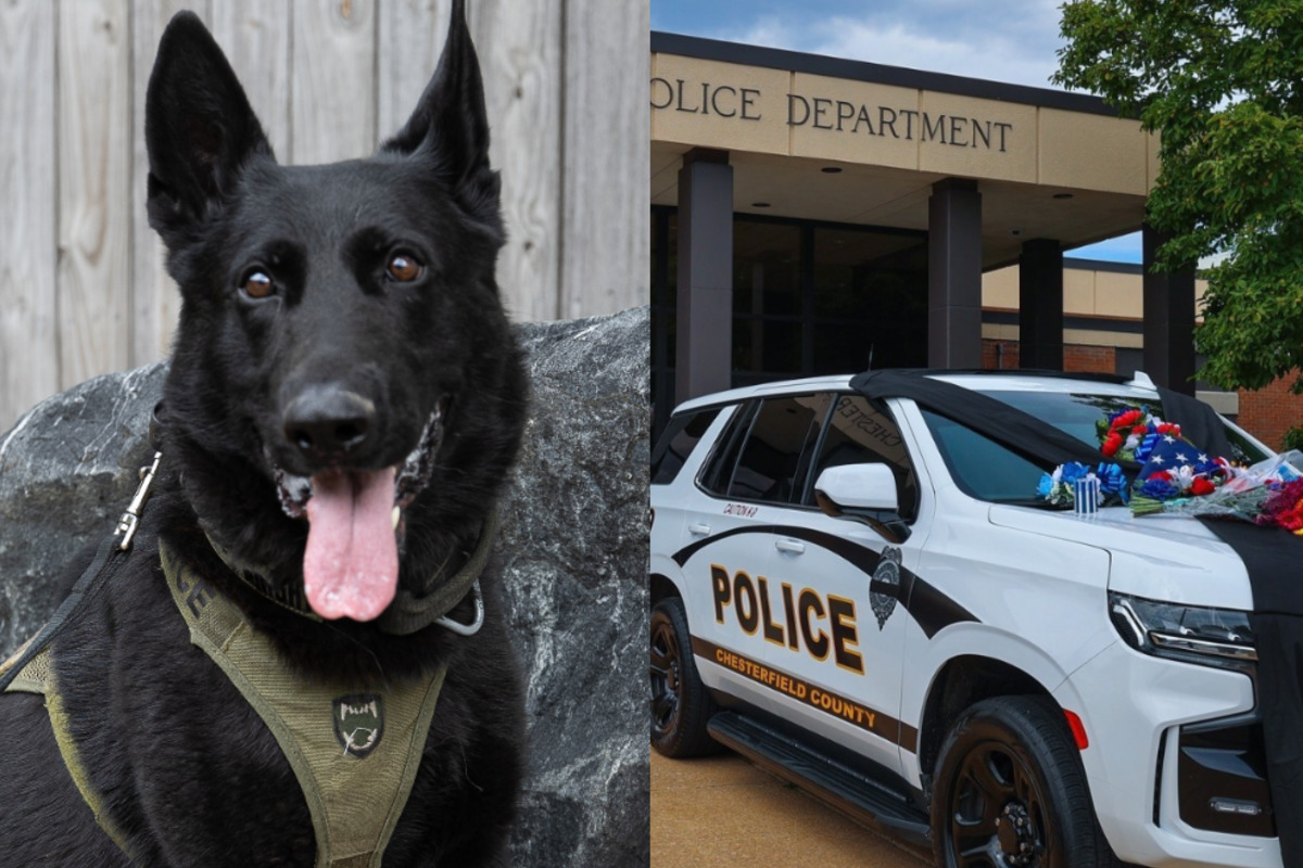 K9 Knight Killed In Chesterfield Shooting