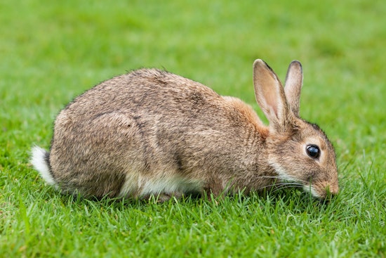 Milwaukee Officials Scramble Over Viral 'Sidewalk Rabbit Snack' Photo