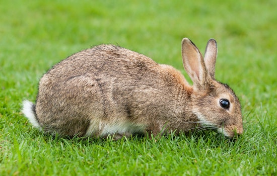 Milwaukee Officials Scramble Over Viral 'Sidewalk Rabbit Snack' Photo