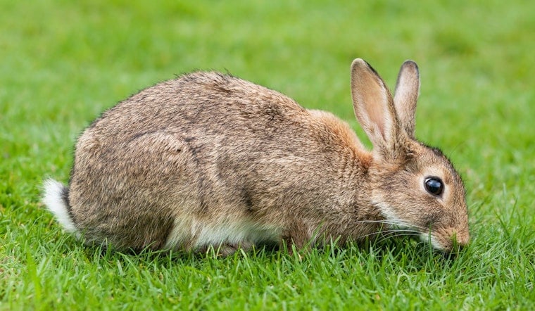 Milwaukee probes viral photo of man eating rabbit