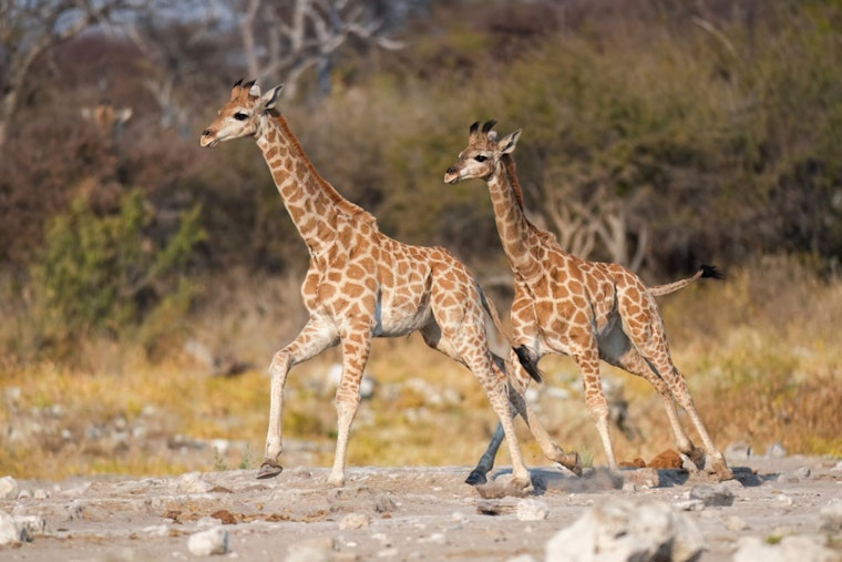 Missing Virginia Baby Giraffes Turn Up Alive In Georgia After Zoo Abuse Probe