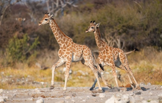 Missing Virginia Baby Giraffes Turn Up Alive In Georgia After Zoo Abuse Probe