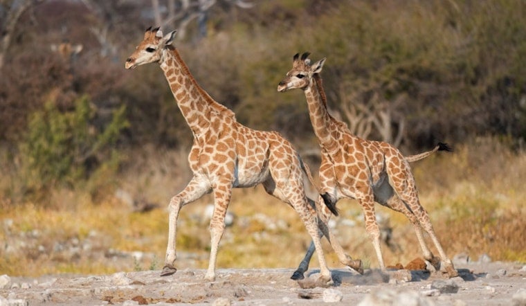Missing Virginia Baby Giraffes Turn Up Alive In Georgia After Zoo Abuse Probe