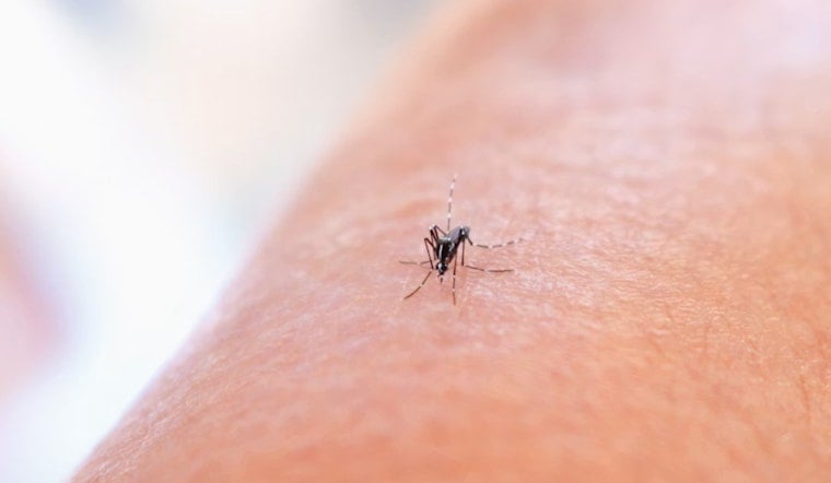 West Nile Strikes Montgomery County in Season’s First Human Case