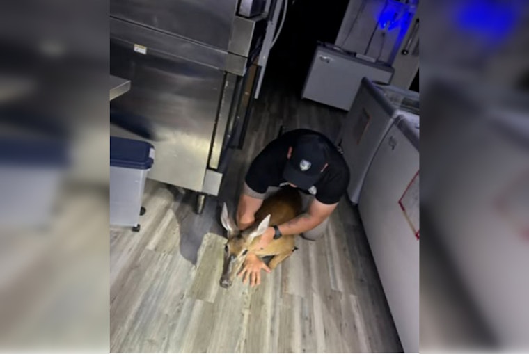 Morganton Deer Smashes Through Diner Door, Turns Breakfast Into Tackle Drill