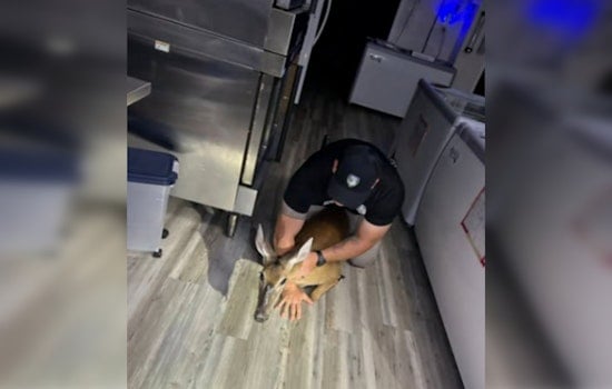 Morganton Deer Smashes Through Diner Door, Turns Breakfast Into Tackle Drill