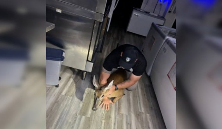 Morganton Deer Smashes Through Diner Door, Turns Breakfast Into Tackle Drill