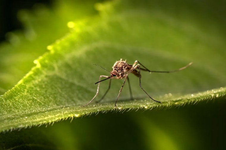 Mosquito Mayhem Hits San Antonio as County Trucks Roll All Night