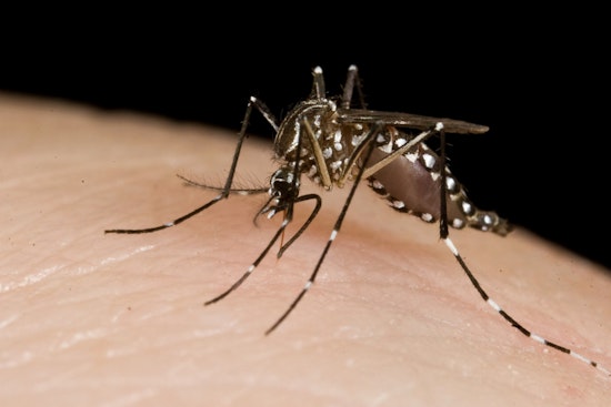 Mosquito Mayhem In Fort Bend As County Declares Public Health Emergency