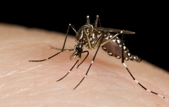 Mosquito Mayhem In Fort Bend As County Declares Public Health Emergency