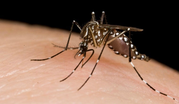 Mosquito Mayhem In Fort Bend As County Declares Public Health Emergency
