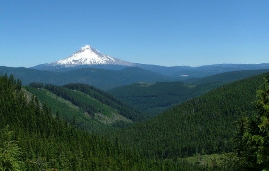 Lightning Rips Mount Hood Tree, Stokes Hidden Wildfire Threat Near Portland