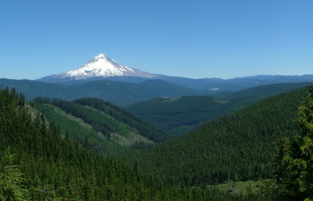Lightning Rips Mount Hood Tree, Stokes Hidden Wildfire Threat Near Portland