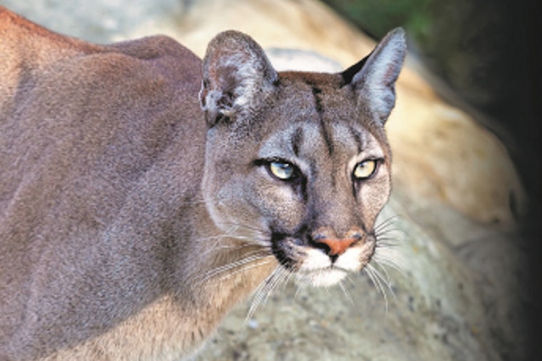 Mountain Lion Scare Sends Davis Cops Swarming North-Side Streets
