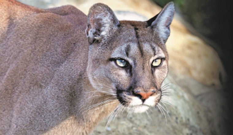 Mountain Lion Scare Sends Davis Cops Swarming North-Side Streets