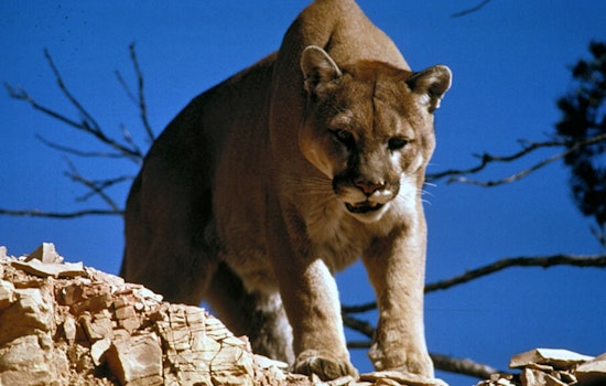 Mountain Lion Spotted In Old Town Pasadena