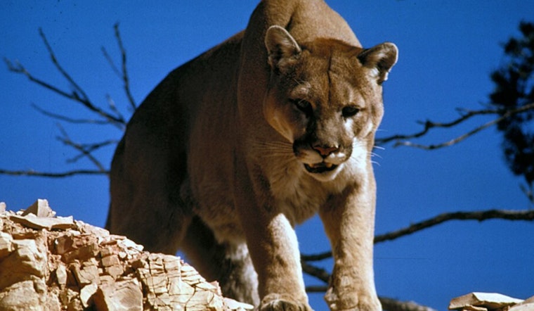 Mountain Lion Spotted In Old Town Pasadena