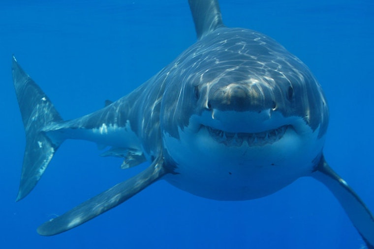 Nantucket Angler Hauls In 9-Foot Great White, Sends It Back Alive