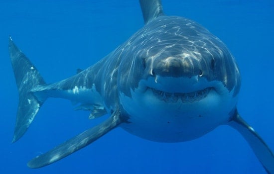 Nantucket Angler Hauls In 9-Foot Great White, Sends It Back Alive