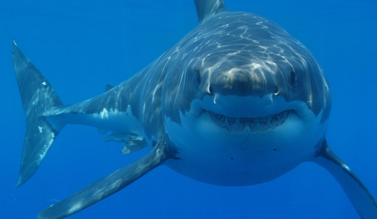 Nantucket Angler Hauls In 9-Foot Great White, Sends It Back Alive