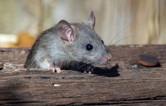 Nantucket Bets On Genetically Immune Mice To Fight Lyme