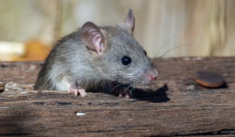 Nantucket Bets On Genetically Immune Mice To Fight Lyme
