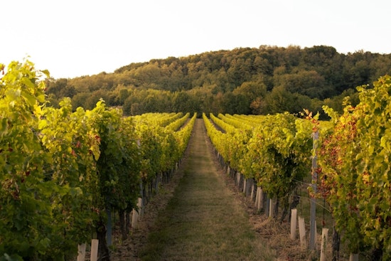 Napa On Smoke Watch As Wineries Race To Decode ‘Ashtray’ Wines