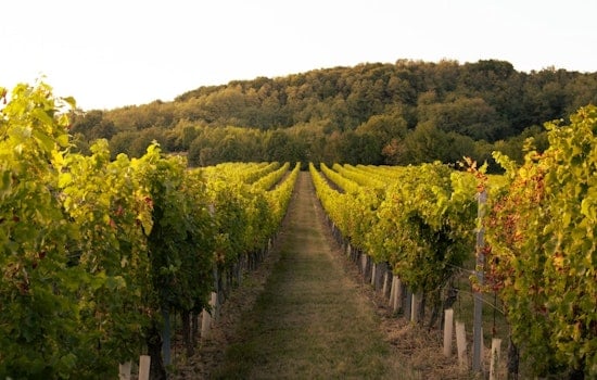 Napa On Smoke Watch As Wineries Race To Decode ‘Ashtray’ Wines