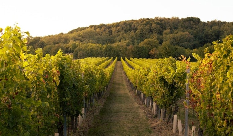 Napa On Smoke Watch As Wineries Race To Decode ‘Ashtray’ Wines