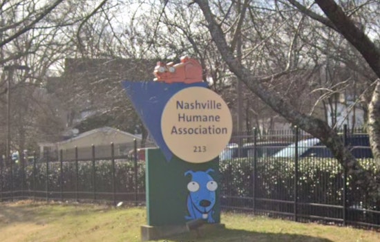 Nashville Pooch Panic as Shelter Dog Area Left Nearly Underwater