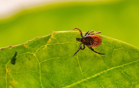 N.C. Park Pests Found Carrying Bacteria Linked to Scrub Typhus