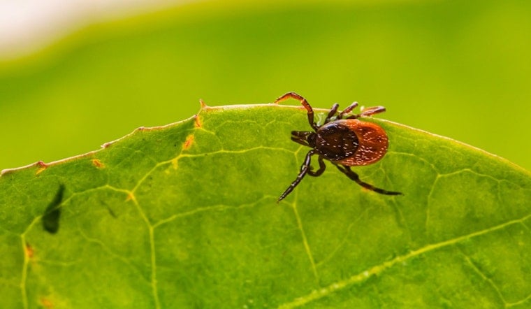 N.C. Park Pests Found Carrying Bacteria Linked to Scrub Typhus