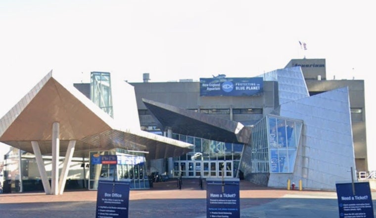 New England Aquarium Sees Surge In Sea Turtle Rescues