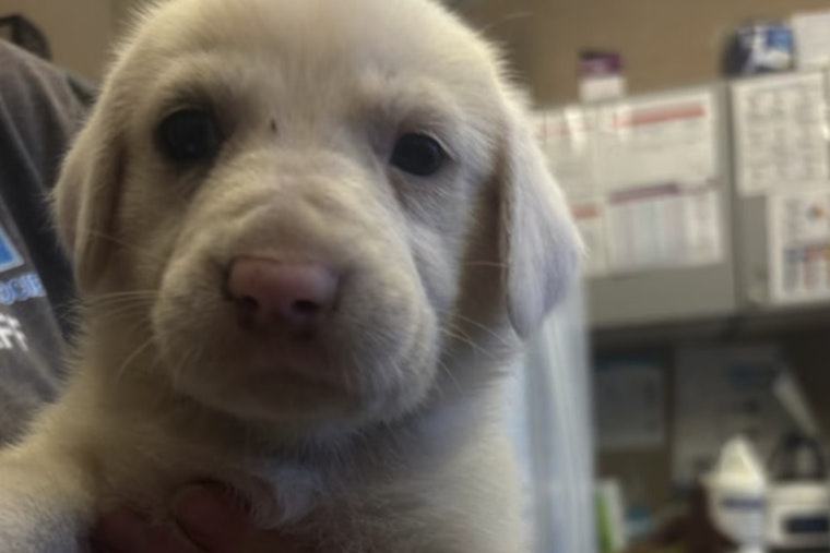 Nine Puppies Dumped On Heckscher Drive Spur Amelia Island Foster Scramble