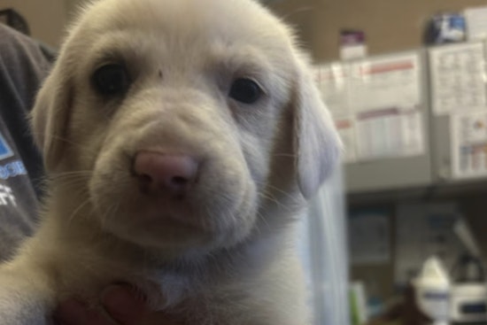 Nine Puppies Dumped On Heckscher Drive Spur Amelia Island Foster Scramble