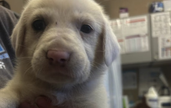 Nine Puppies Dumped On Heckscher Drive Spur Amelia Island Foster Scramble