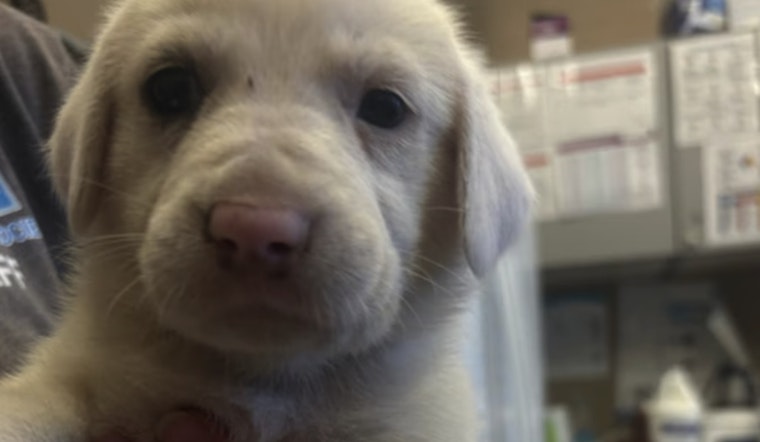 Nine Puppies Dumped On Heckscher Drive Spur Amelia Island Foster Scramble